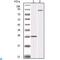 Inhibitor Of Nuclear Factor Kappa B Kinase Subunit Beta antibody, LS-C814050, Lifespan Biosciences, Western Blot image 