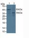 Docking Protein 3 antibody, LS-C374846, Lifespan Biosciences, Western Blot image 