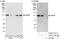Pre-MRNA Processing Factor 6 antibody, A302-774A, Bethyl Labs, Western Blot image 