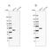 Serpin Family B Member 1 antibody, NBP2-49056, Novus Biologicals, Western Blot image 