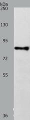 TRAF3 Interacting Protein 1 antibody, TA323889, Origene, Western Blot image 