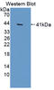 Aldolase, Fructose-Bisphosphate B antibody, LS-C373125, Lifespan Biosciences, Western Blot image 