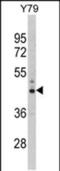 Nas7 antibody, PA5-49551, Invitrogen Antibodies, Western Blot image 