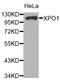 Exportin 1 antibody, orb136500, Biorbyt, Western Blot image 