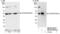 Eukaryotic Translation Initiation Factor 2 Subunit Beta antibody, NB100-93283, Novus Biologicals, Western Blot image 