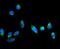 AFG3 Like Matrix AAA Peptidase Subunit 2 antibody, PB9915, Boster Biological Technology, Immunofluorescence image 