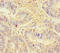 Killer Cell Lectin Like Receptor G1 antibody, LS-C318356, Lifespan Biosciences, Immunohistochemistry paraffin image 