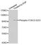 Forkhead Box O3 antibody, MBS128272, MyBioSource, Western Blot image 