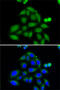 ElaC Ribonuclease Z 2 antibody, 22-724, ProSci, Immunofluorescence image 
