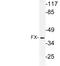 Tissue Specific Transplantation Antigen P35B antibody, LS-C177842, Lifespan Biosciences, Western Blot image 