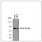 Deltex E3 Ubiquitin Ligase 1 antibody, MAB7157, R&D Systems, Western Blot image 