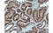 Monoamine Oxidase A antibody, MBS834241, MyBioSource, Immunohistochemistry paraffin image 
