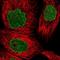 POU Class 6 Homeobox 1 antibody, NBP2-13791, Novus Biologicals, Immunofluorescence image 