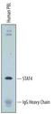 Signal Transducer And Activator Of Transcription 4 antibody, PA-ST4, R&D Systems, Immunoprecipitation image 