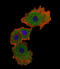 SMAD Family Member 9 antibody, abx028402, Abbexa, Immunofluorescence image 