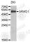 Glutamate Rich WD Repeat Containing 1 antibody, A6002, ABclonal Technology, Western Blot image 