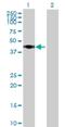 Ribosome Biogenesis Regulator 1 Homolog antibody, H00023212-B02P, Novus Biologicals, Western Blot image 