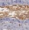 Tripartite Motif Containing 29 antibody, FNab08978, FineTest, Immunohistochemistry frozen image 