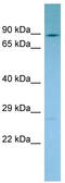 NAD Synthetase 1 antibody, TA334336, Origene, Western Blot image 