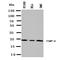 TIMP Metallopeptidase Inhibitor 4 antibody, orb137970, Biorbyt, Western Blot image 