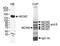Minichromosome Maintenance Complex Component 2 antibody, GTX24461, GeneTex, Immunoprecipitation image 