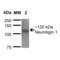 NLGN1 antibody, 56551, QED Bioscience, Western Blot image 