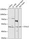 Staufen Double-Stranded RNA Binding Protein 2 antibody, 15-379, ProSci, Western Blot image 