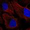 Protein NKG7 antibody, HPA071454, Atlas Antibodies, Immunocytochemistry image 