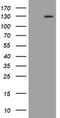 Fibroblast Growth Factor Receptor 3 antibody, LS-C175535, Lifespan Biosciences, Western Blot image 