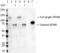Activating Transcription Factor 6 Beta antibody, 853202, BioLegend, Western Blot image 