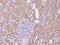 Sushi Domain Containing 2 antibody, 204189-T08, Sino Biological, Immunohistochemistry paraffin image 