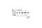 Mitogen-Activated Protein Kinase 7 antibody, 3372S, Cell Signaling Technology, Western Blot image 