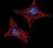 Histone demethylase UTY antibody, PA5-26082, Invitrogen Antibodies, Immunofluorescence image 