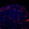 Collagen Type II Alpha 1 Chain antibody, AF3615, R&D Systems, Immunofluorescence image 