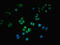 Granzyme H antibody, LS-C675845, Lifespan Biosciences, Immunofluorescence image 