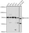 Nuclear Receptor Coactivator 4 antibody, GTX32739, GeneTex, Western Blot image 