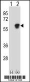 Nucleosome Assembly Protein 1 Like 1 antibody, 60-385, ProSci, Western Blot image 