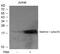 PP17 antibody, 79-206, ProSci, Western Blot image 