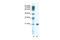 SSX Family Member 2B antibody, 28-727, ProSci, Western Blot image 