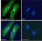 Roundabout Guidance Receptor 1 antibody, LS-B3011, Lifespan Biosciences, Immunofluorescence image 