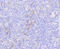 Mixed Lineage Kinase Domain Like Pseudokinase antibody, 14-026, ProSci, Immunohistochemistry frozen image 