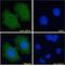 Wnt Family Member 4 antibody, GTX15699, GeneTex, Immunofluorescence image 