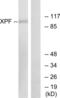 ERCC Excision Repair 4, Endonuclease Catalytic Subunit antibody, abx013253, Abbexa, Western Blot image 