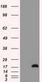 Cancer/Testis Antigen 1B antibody, LS-C797085, Lifespan Biosciences, Western Blot image 