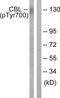 Cbl Proto-Oncogene antibody, LS-C198744, Lifespan Biosciences, Western Blot image 