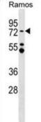 Metastasis-associated protein MTA3 antibody, abx028850, Abbexa, Western Blot image 