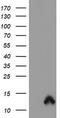 S100 Calcium Binding Protein P antibody, LS-C173632, Lifespan Biosciences, Western Blot image 