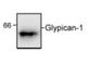 Glypican-1 antibody, ab55971, Abcam, Western Blot image 