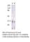 Calcium/Calmodulin Dependent Protein Kinase II Gamma antibody, CAMKII-301AP, FabGennix, Western Blot image 