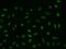 Gbp antibody, 310515-T02, Sino Biological, Immunohistochemistry frozen image 